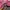 Uniqlo Casual Hoody Pria pink photo 4