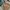 Levi's Gorpcore Casual Parka Pria tan brown photo 3