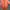 Pakaian adat Kebaya Wanita orange photo 1