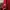 Eiger Gorpcore Sportswear Fleece Pria Red