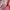 NEPA Sportswear Track jacket Wanita pink photo 2