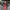 NEPA Gorpcore Track jacket Pria black red photo 5