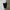 Ben Davis Streetwear Casual Short Pria Multicolor