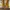 Converse Casual Sneakers Pria yellow photo 4