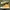 Converse Casual Sneakers Pria Yellow