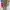 This is April Casual Culotte Wanita green photo 1