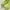 Crocs Casual Platform Wanita green photo 3