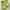 Crocs Casual Platform Wanita green photo 1