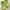 Crocs Casual Platform Wanita Green