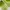 Crocs Casual Platform Wanita green photo 2