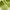 Crocs Casual Platform Wanita Green