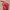 Von Dutch Streetwear Y2K Red Sling Bag  photo 1