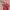 Von Dutch Streetwear Y2K Red Sling Bag 
