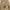 Vintage Streetwear Pria Brown