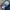 DogTown Vintage Streetwear Jeans Pria navy blue photo 4
