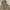 Nike Y2K Sportswear Windbreaker Pria tan photo 4
