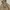 Nike Y2K Sportswear Windbreaker Pria tan photo 3
