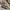 Nike Y2K Sportswear Windbreaker Pria tan photo 5