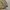 Nike Y2K Sportswear Windbreaker Pria tan photo 2