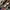 Vans Skater Sneakers Pria burgundy brown photo 1