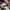Vans Skater Sneakers Pria burgundy brown photo 4