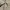 Vintage Biker Fur coat Pria cream tan photo 8