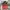 The North Face Streetwear Skater Bag Pria Red