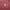 Hush Puppies Minimalist Polo shirt Pria burgundy photo 2