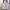 Japanese brand Fairy Coquette Skirt Wanita purple photo 3