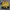 Chase Nascar Vintage Bomber Jacket Pria Yellow