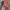 Chase Nascar Y2K Skater Hat Pria orange black photo 2