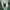 Adidas Casual Windbreaker Pria green photo 7