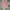 Hush Puppies Casual Sweater Pria pink photo 1