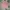 Hush Puppies Casual Sweater Pria Pink