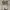 Everlast Sportswear Pria white photo 4