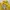 Ellesse Gorpcore Casual Track jacket Pria yellow photo 7