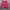 Lacoste Coquette Casual Kimono Pria pink photo 1