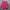 Lacoste Coquette Casual Kimono Pria Pink
