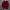 Arnold Palmer Coquette Casual Kimono Pria red photo 1