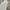 Champion Streetwear Sportswear Hoody Pria white photo 2