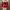 Vintage Coquette Cardigan Wanita tan red photo 1