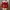 Vintage Coquette Cardigan Wanita Tan Red