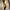 Crocodile Minimalist Dress shoe Pria tan photo 5