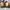 Crocodile Minimalist Dress shoe Pria tan photo 7