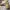Crocodile Minimalist Dress shoe Pria tan photo 1