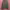 Merrell Sportswear Hoody Pria green photo 2
