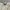 Polo Ralph Lauren Y2K Coquette T-shirt Wanita white black photo 3