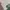 Bottega Veneta Streetwear Luxury T-shirt Wanita green white photo 3
