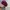 Japanese brand Streetwear Y2K Hat Pria multicolor burgundy photo 3