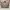 Vintage Y2K Windbreaker Pria tan photo 1